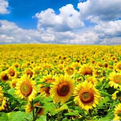 实况powerful足球游戏下载